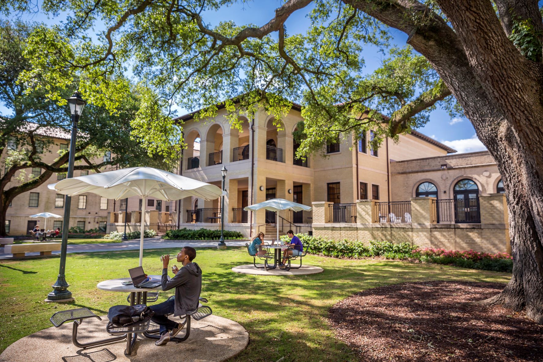 Students studying under the stately oaks in the Laville courtyard