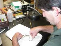 man studies tissue sample