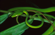 long thin vine snake