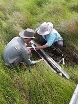 Peat auger shows the stratigraphy of the Louisiana marshes
