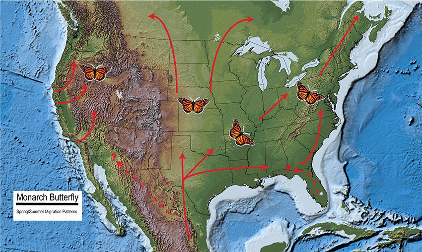 Butterfly migration map