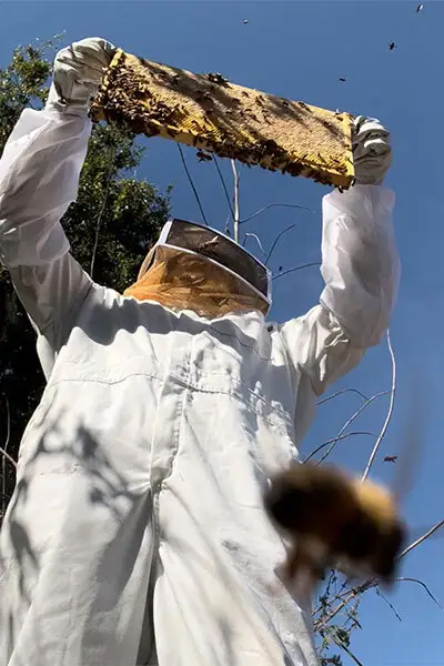 hive inspection