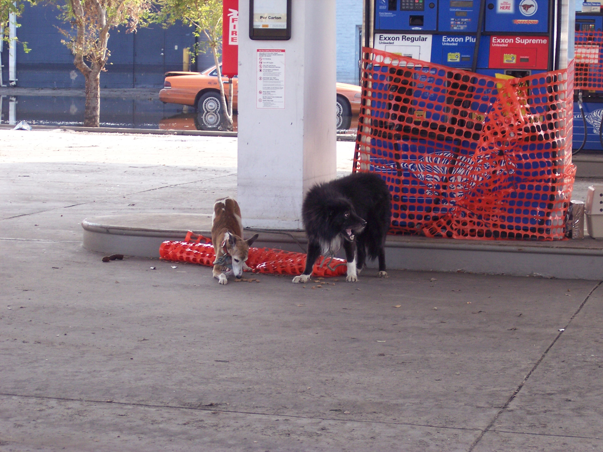abandoned dogs on the street