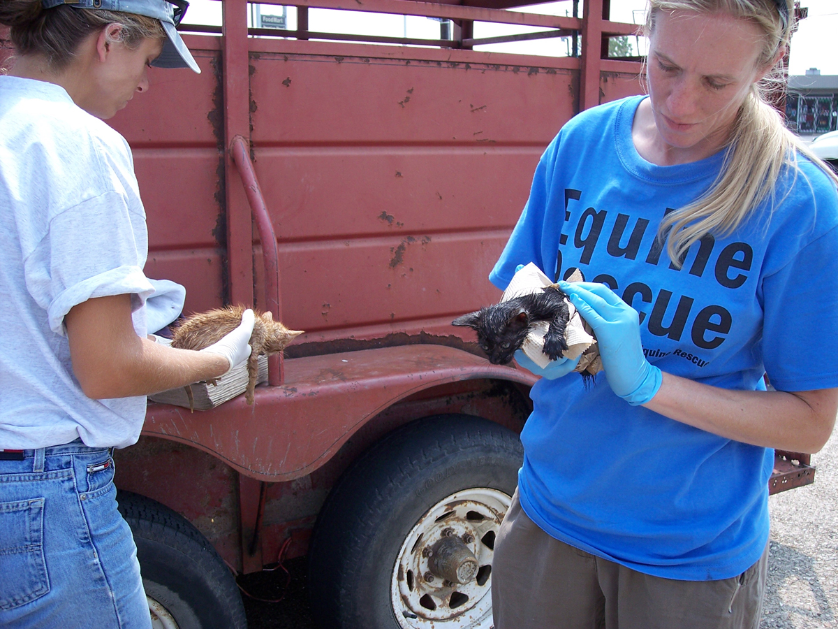 volunteers caring for kittens