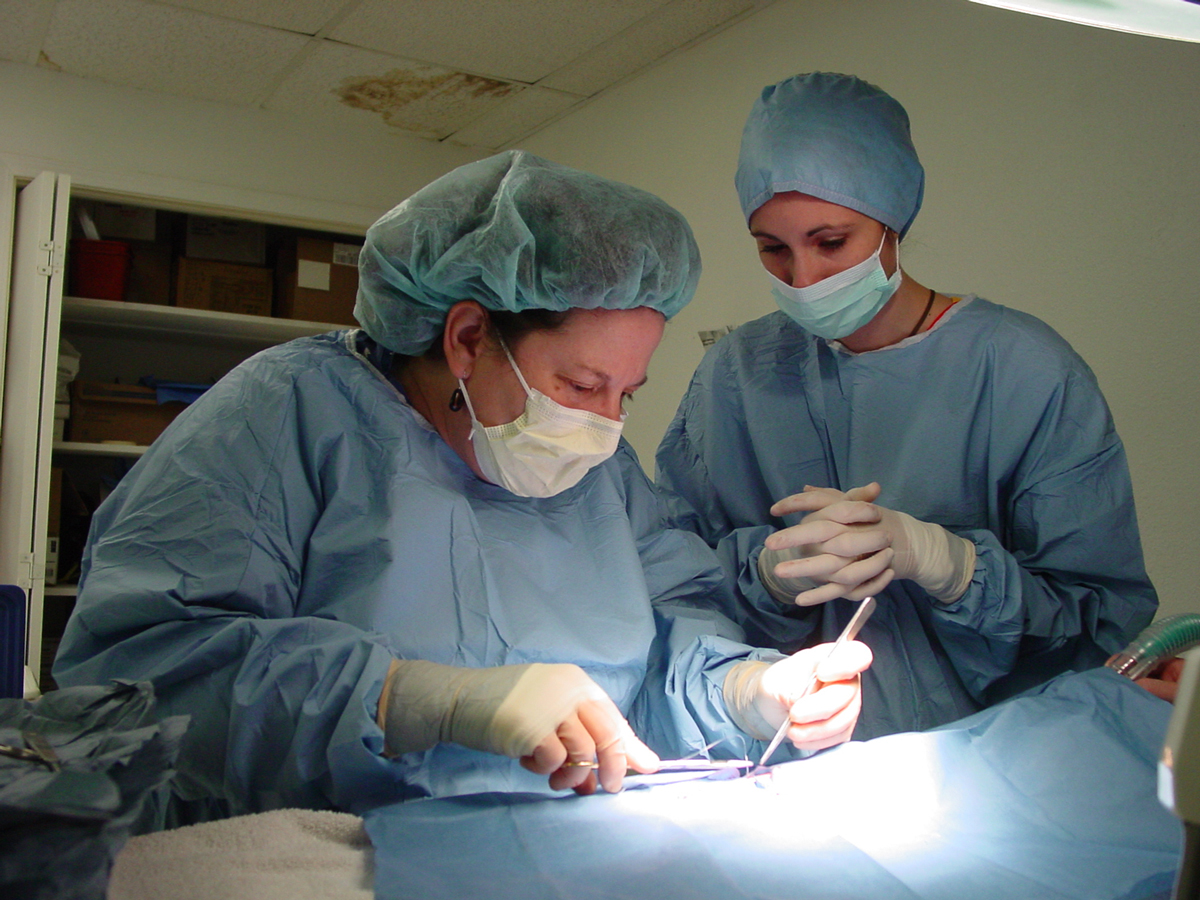 Dr. Wendy Wolfson performs a spay on a cat as a student assists