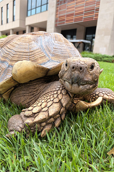 Añejo, a sulcata tortoise