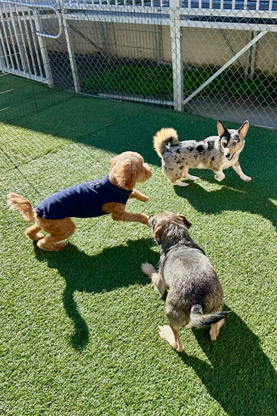 three dogs playing together in the dog daycare yard