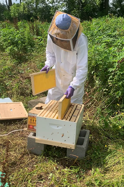 installing bee hive